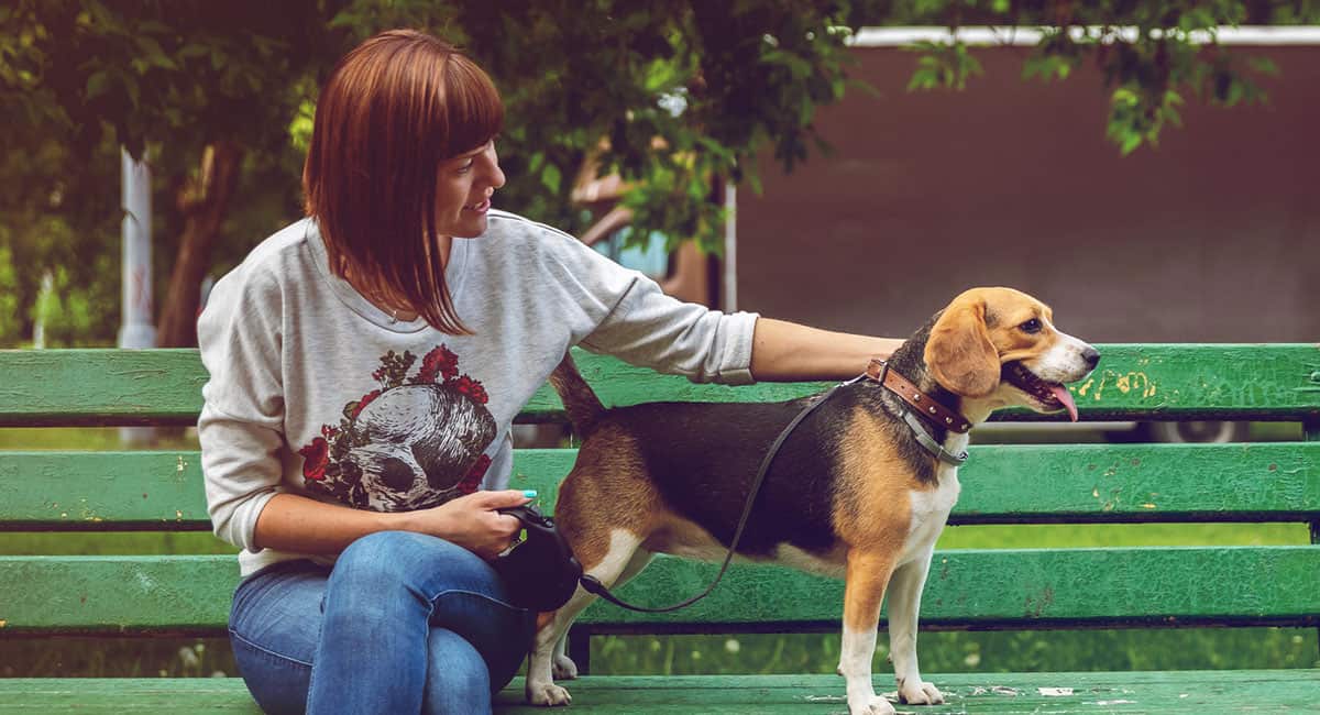 Retirada de Pet 24 Horas em Guarulhos